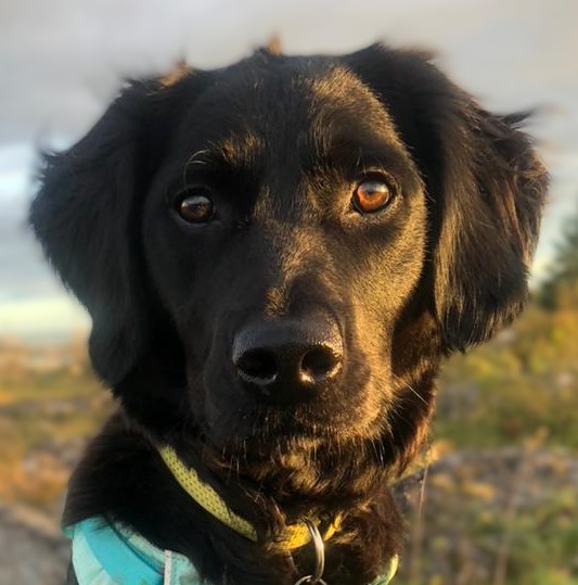 Spóla